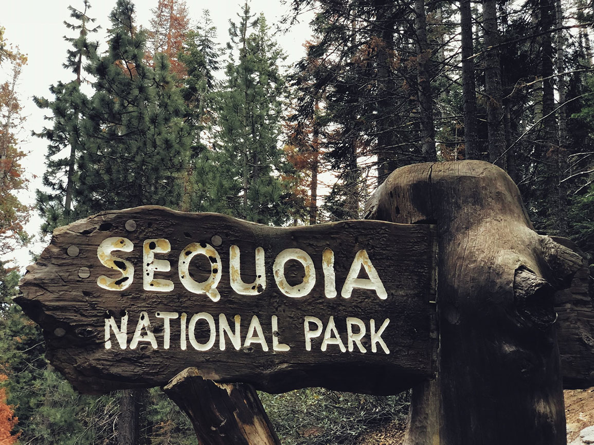 Sequoia national park