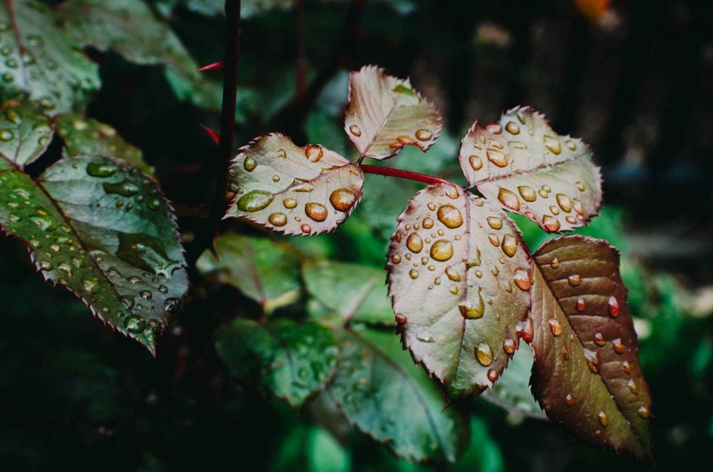 leaves